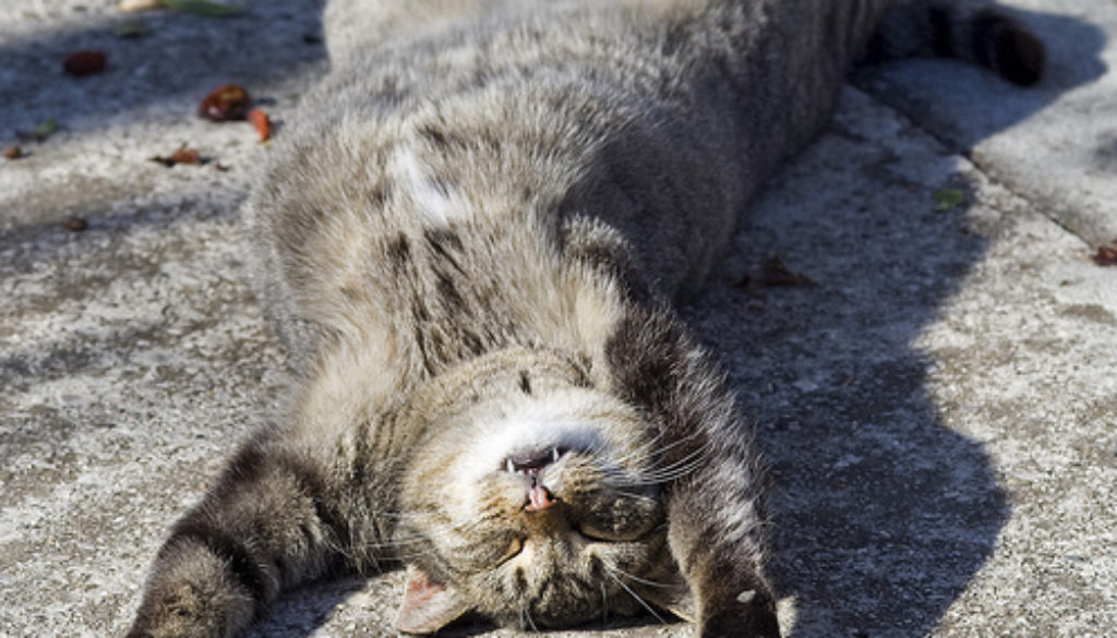 sleeping sidewalk cat