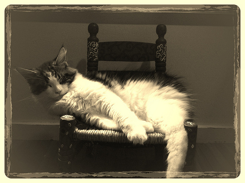 cat sleeping in little chair