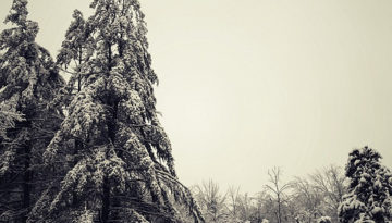 pine tree in snow