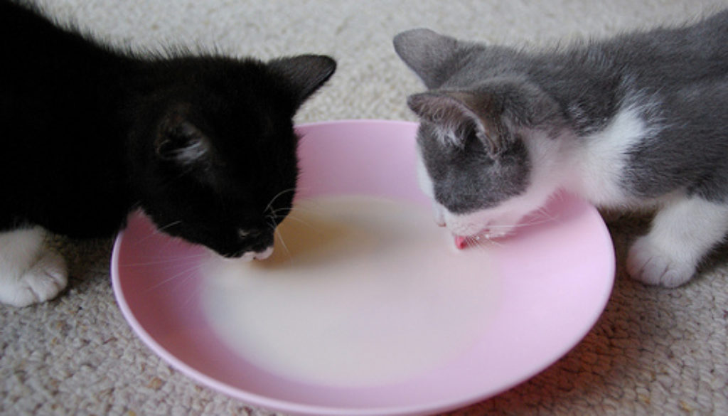 cats lapping milk