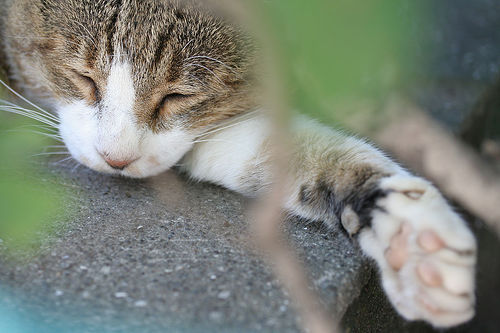 cat napping on rock