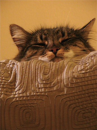 cat couch nap