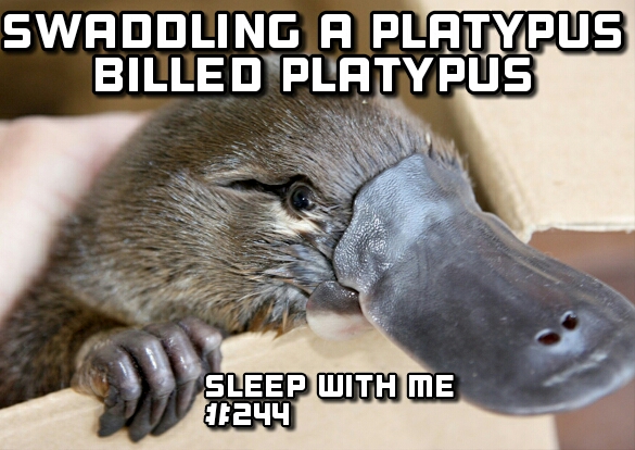 Rejuvenating Sleep while “Swaddling a Platypus Billed Platypus” | ‘Rending Redditation | Sleep With Me #244